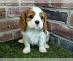 Small #4 Cavalier King Charles Spaniel