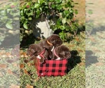 Puppy 1 Dalmatian-Labrador Retriever Mix