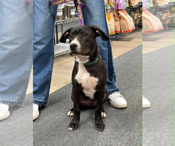 Medium Photo #7 Boxador Puppy For Sale in Sheboygan, WI, USA