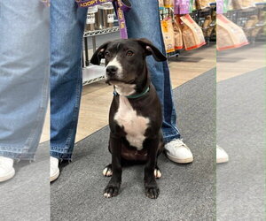 Johnny - Male Boxador Dog for Adoption - Photo #7