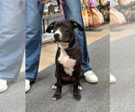 Small #6 Boxador