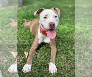 Medium American Pit Bull Terrier Mix
