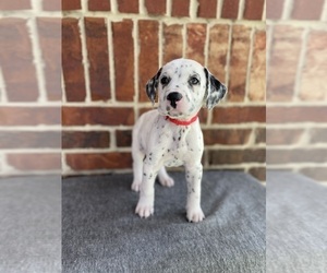 Dalmatian Puppy for Sale in HOUSTON, Texas USA