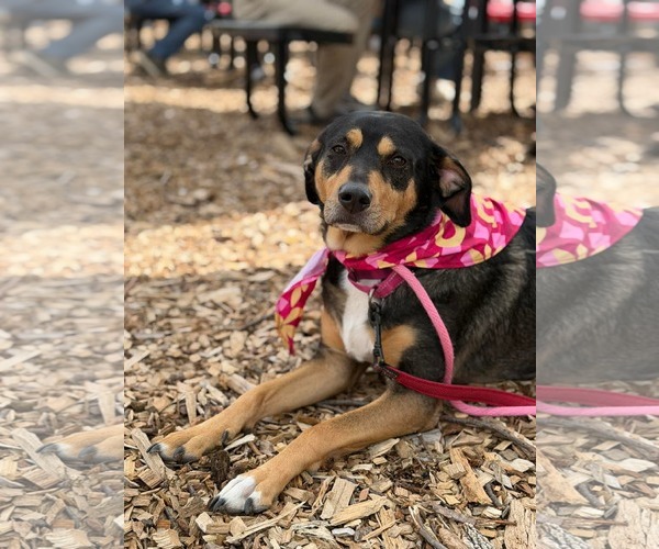 Medium Photo #2 Mutt Puppy For Sale in Westwood, NJ, USA