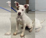 Small American Staffordshire Terrier