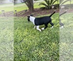 Small Photo #7 Bull Terrier Puppy For Sale in ALACHUA, FL, USA