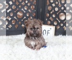 Small #3 Havanese