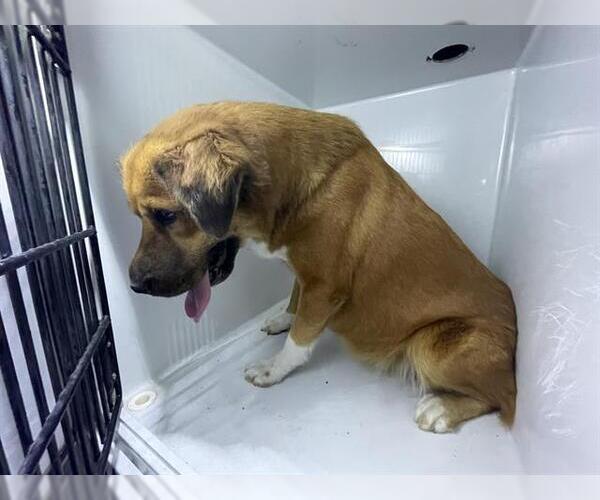 Medium Photo #1 Labrador Retriever-Unknown Mix Puppy For Sale in Houston, TX, USA