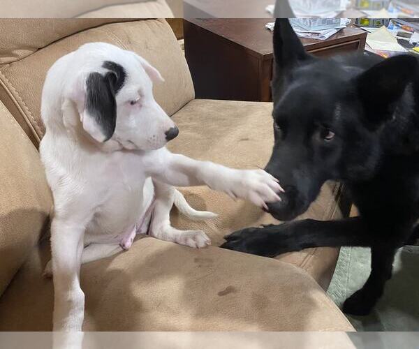Medium Photo #8 Beagle-Unknown Mix Puppy For Sale in MIDWAY, UT, USA