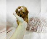 Puppy Puppy 6 Poodle (Toy)