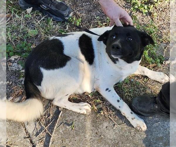 Medium Photo #1 Akita-Unknown Mix Puppy For Sale in San Antonio, TX, USA