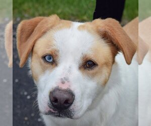 Catahoula Leopard Dog-Unknown Mix Dogs for adoption in Huntley, IL, USA