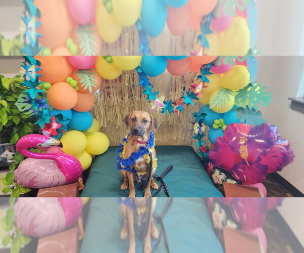 Medium Photo #4 Black Mouth Cur-Unknown Mix Puppy For Sale in Boston, MA, USA