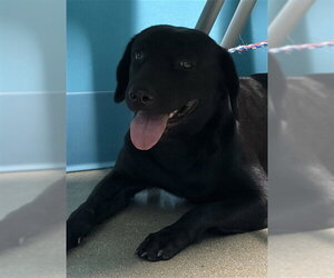 Labrador Retriever-Unknown Mix Dogs for adoption in Houston, TX, USA