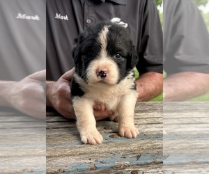 Caucasian Shepherd Dog Puppy for sale in TWINING, MI, USA