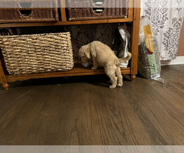 Medium Photo #5 Golden Retriever Puppy For Sale in Croydon, NH, USA