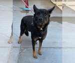 Small German Shepherd Dog