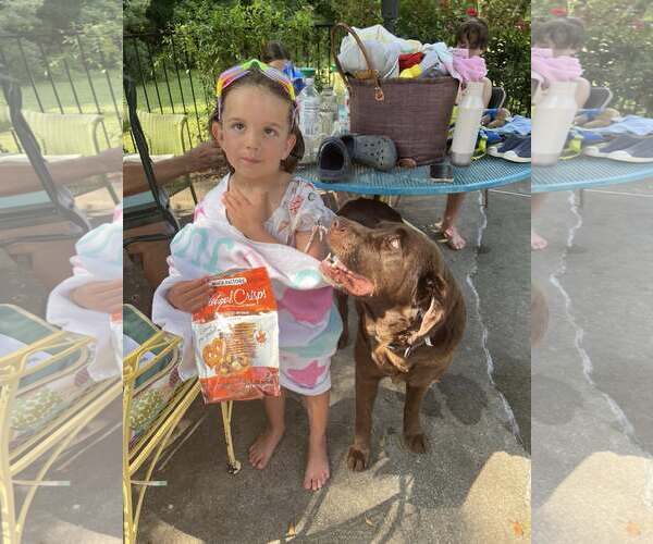 Medium Photo #7 Labrador Retriever Puppy For Sale in Arlington, VA, USA