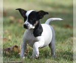 Ildredir - Male Jackshund Dog for Adoption - Small photo