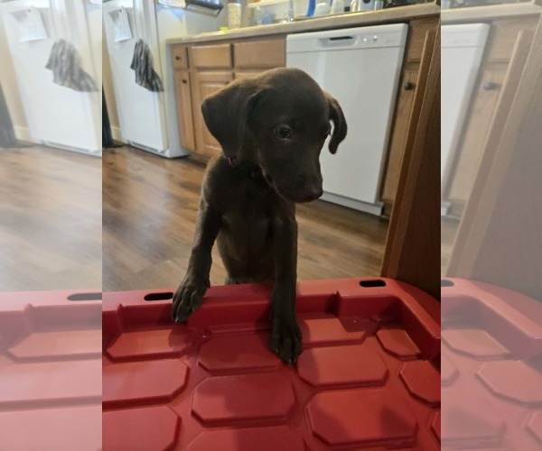 Medium Photo #2 Labrador Retriever-Unknown Mix Puppy For Sale in MIDWAY, UT, USA