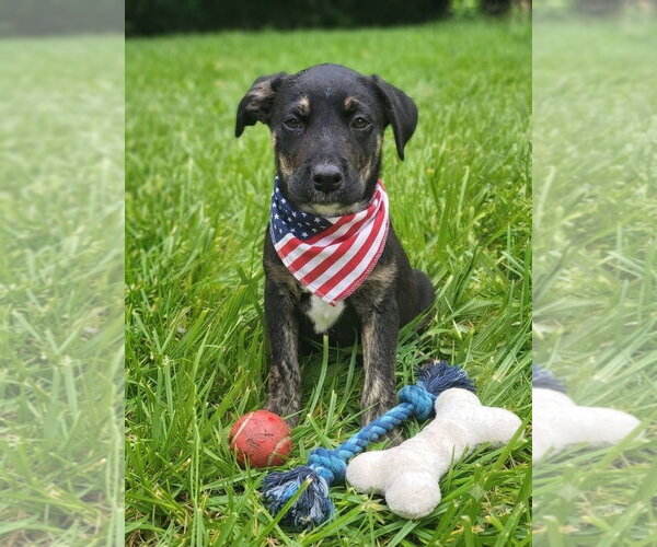 Medium Photo #7 Mountain Cur-Unknown Mix Puppy For Sale in Germantown, OH, USA