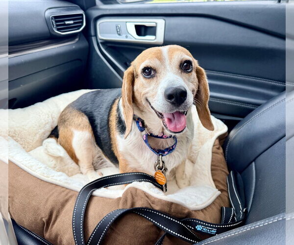 Medium Photo #2 Beagle Puppy For Sale in Arlington, VA, USA