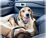 Small Photo #2 Beagle Puppy For Sale in Arlington, VA, USA