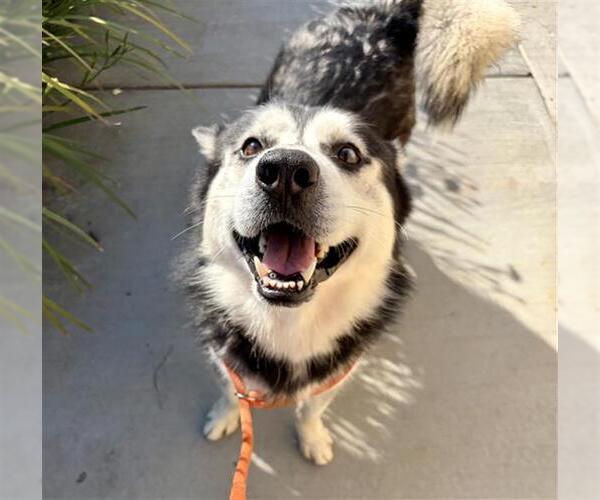 Medium Photo #3 Siberian Husky Puppy For Sale in Camarillo, CA, USA