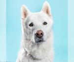 Small German Shepherd Dog