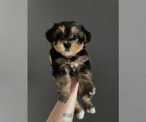 Yorkshire Terrier Puppy for sale in HOMOSASSA, FL, USA