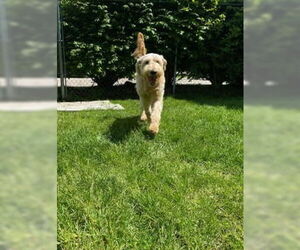 Golden Retriever-Unknown Mix Dogs for adoption in Muskegon, MI, USA