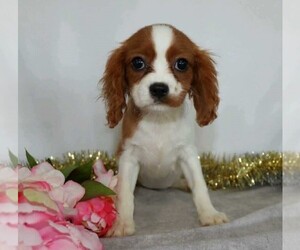 Cavalier King Charles Spaniel Puppy for sale in FREDERICKSBG, OH, USA