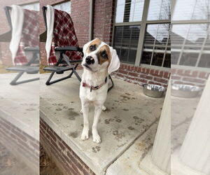 Mutt Dogs for adoption in Boston, MA, USA