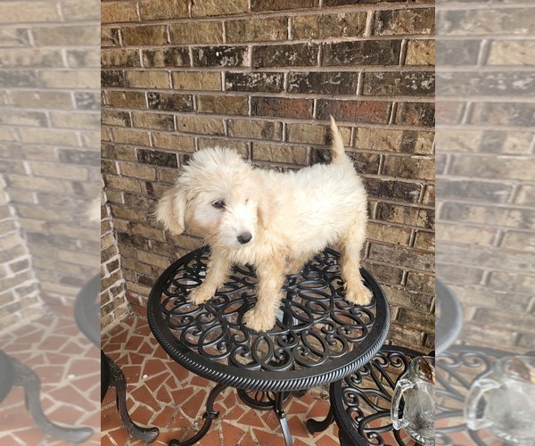 Medium Photo #3 Pyredoodle Puppy For Sale in BIRMINGHAM, AL, USA