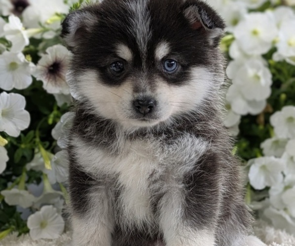 Medium Photo #9 Pomsky Puppy For Sale in GOSHEN, IN, USA