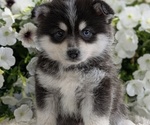 Small #8 Pomsky