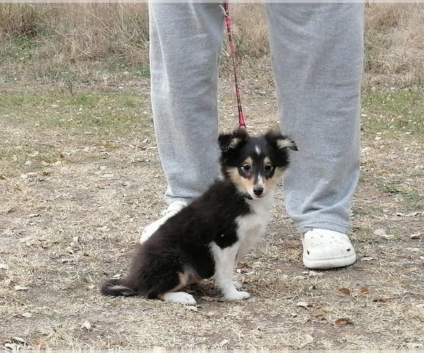 Medium Photo #3 Shetland Sheepdog Puppy For Sale in BURBANK, CA, USA