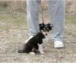 Small #2 Shetland Sheepdog