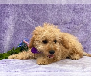 Cavapoo Puppy for sale in LANCASTER, PA, USA