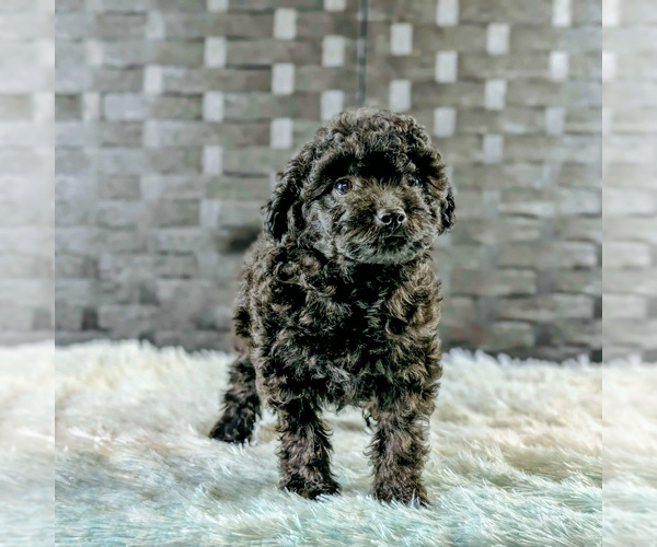 Medium Photo #2 Poochon Puppy For Sale in CAPAC, MI, USA