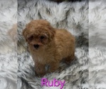 Image preview for Ad Listing. Nickname: Ruby