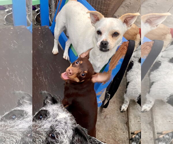 Medium Photo #4 Chiweenie Puppy For Sale in Newport Beach, CA, USA