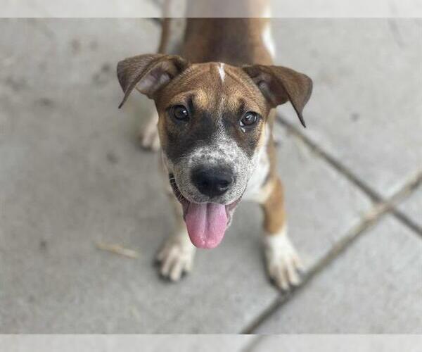 Medium Photo #1 American Pit Bull Terrier-Unknown Mix Puppy For Sale in Tulsa, OK, USA