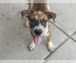 American Pit Bull Terrier-Unknown Mix Dogs for adoption in Tulsa, OK, USA