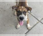Small American Pit Bull Terrier Mix
