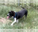 Small #3 Basset Hound Mix