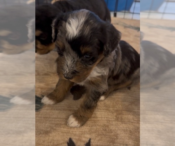 Medium Photo #7 Aussie-Poo-Bernedoodle Mix Puppy For Sale in LEXINGTON, SC, USA