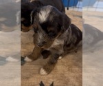 Small #6 Aussie-Poo-Bernedoodle Mix