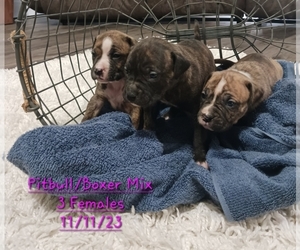 Bullboxer Pit Puppy for sale in TOPEKA, IN, USA