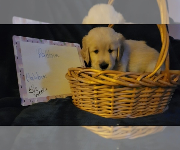 Medium Photo #37 Golden Retriever Puppy For Sale in VOORHEES, NJ, USA
